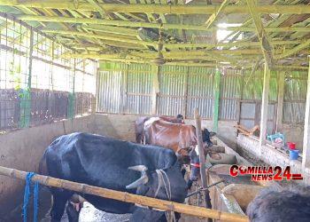 বন্দুক ঠেকিয়ে এতিমখানার ১২ গরু লুট,  আহত ৮