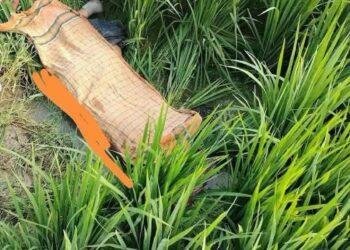 কুমিল্লায় লালমাইয়ে ধান ক্ষেত থেকে স্কুল শিক্ষার্থীর মরদেহ উদ্ধার